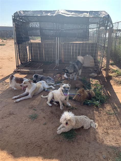 Pets for Adoption at Waggin Tails Animal Sanctuary, in Anton, TX .